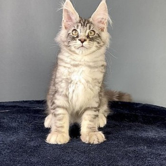 Maine Coon Alva Flash