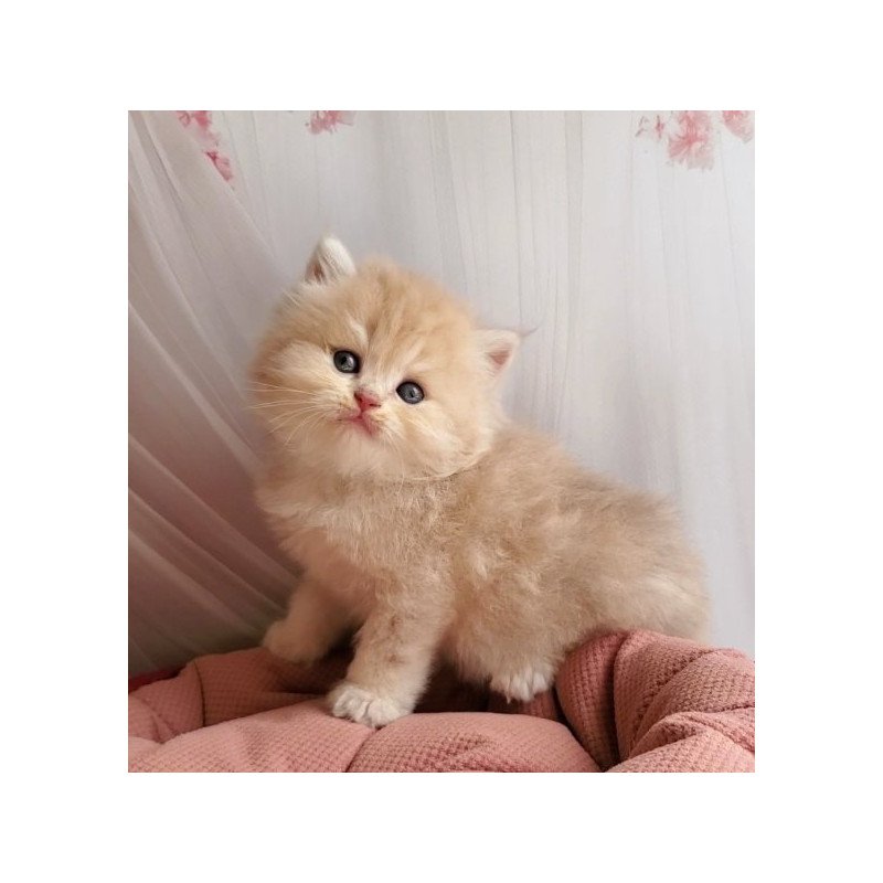 Plush British