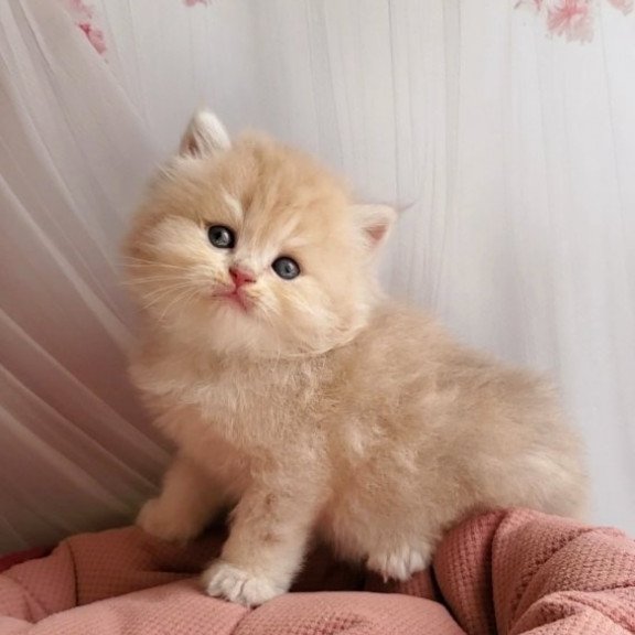 Plush British
