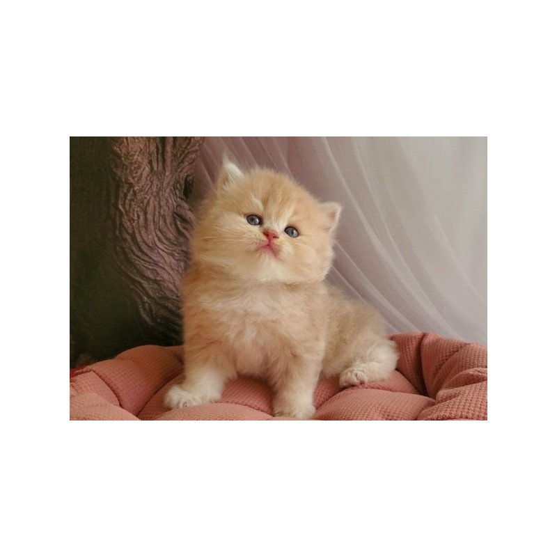 Plush British