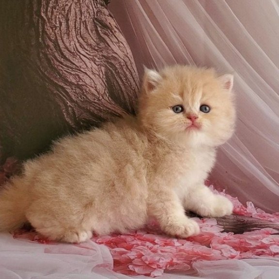 Plush British