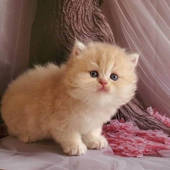 Plush British