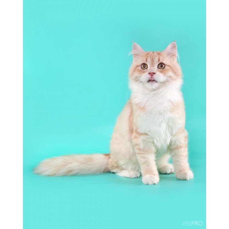 Siberian REZ Virsavia