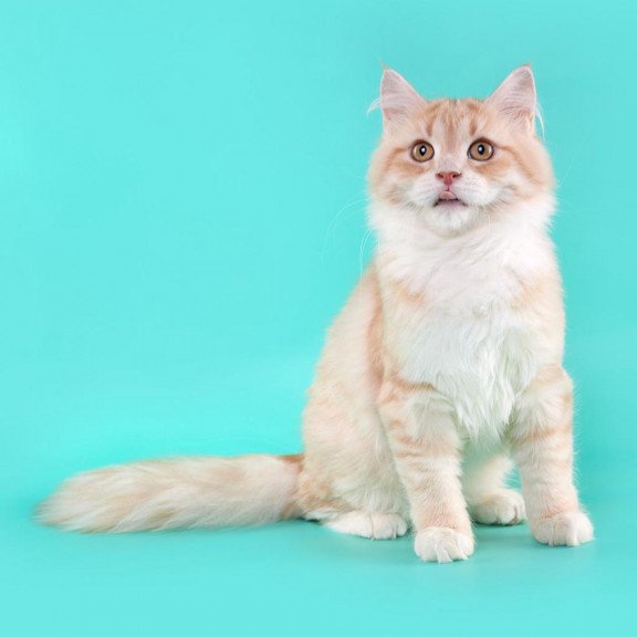 Siberian REZ Virsavia