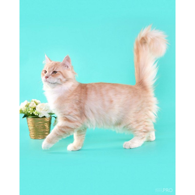 Siberian REZ Virsavia