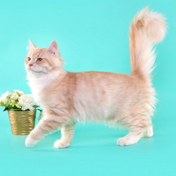 Siberian REZ Virsavia