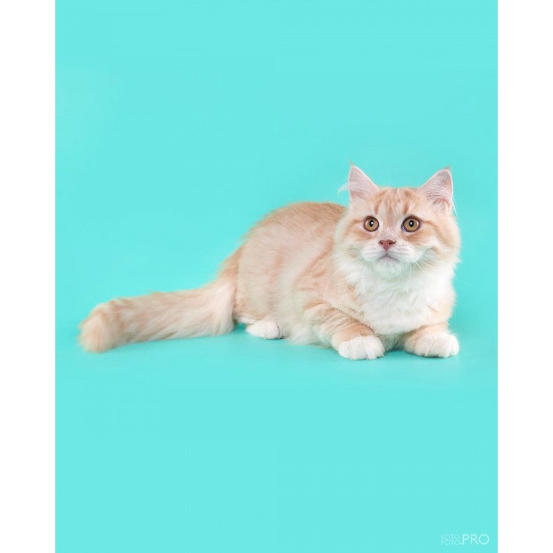 Siberian REZ Virsavia