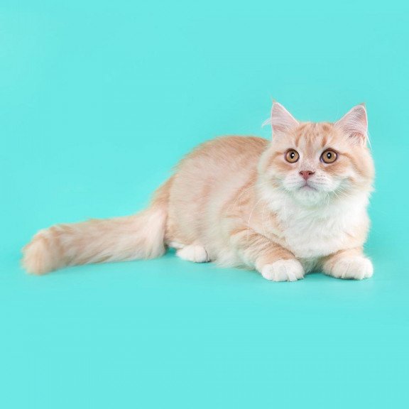 Siberian REZ Virsavia