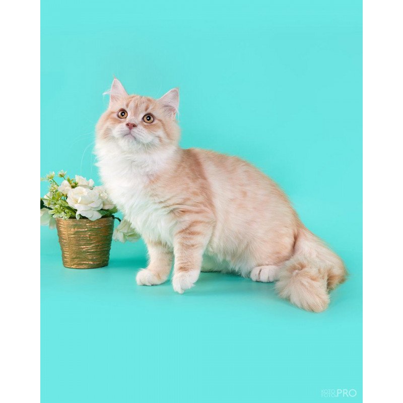 Siberian REZ Virsavia