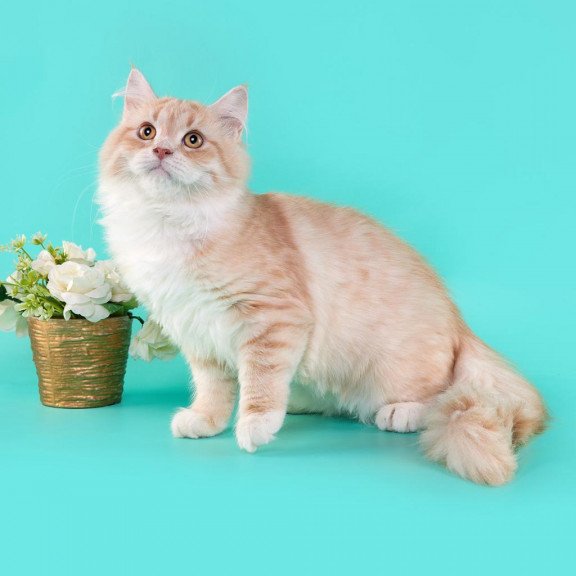 Siberian REZ Virsavia