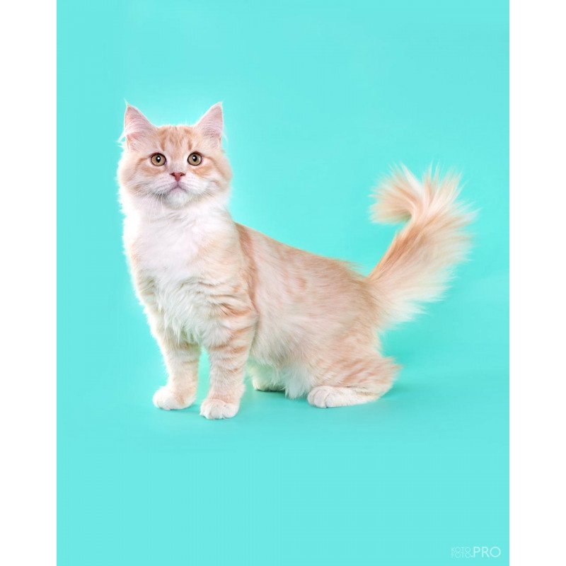 Siberian REZ Virsavia