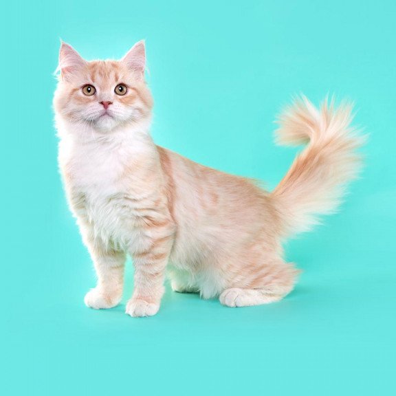 Siberian REZ Virsavia