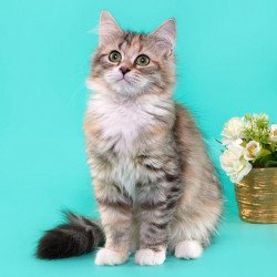 Siberian REZ Vinona