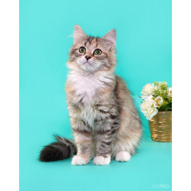 Siberian REZ Vinona