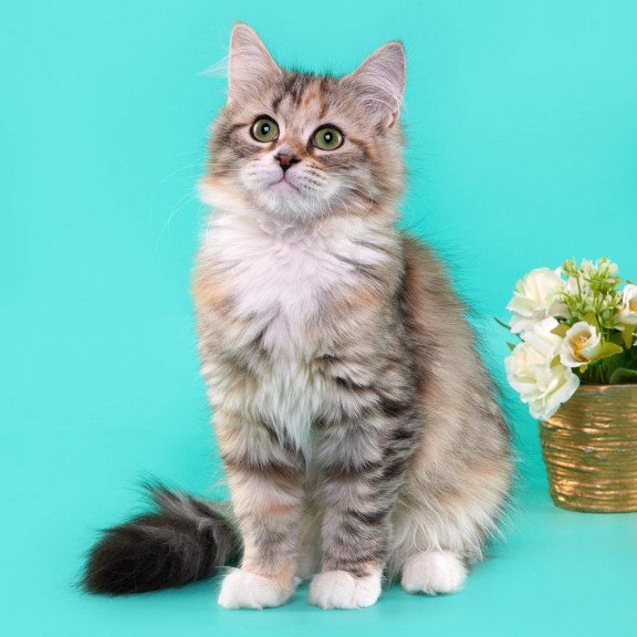 Siberian REZ Vinona