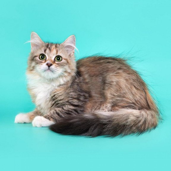 Siberian REZ Vinona