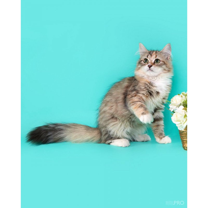 Siberian REZ Vinona