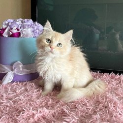 Siberian REZ Zateinik