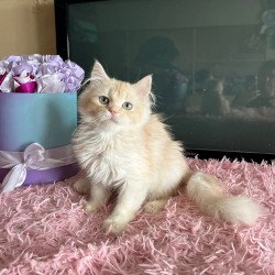 Siberian REZ Zateinik