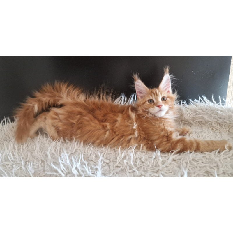 Maine Coon EZ Grace
