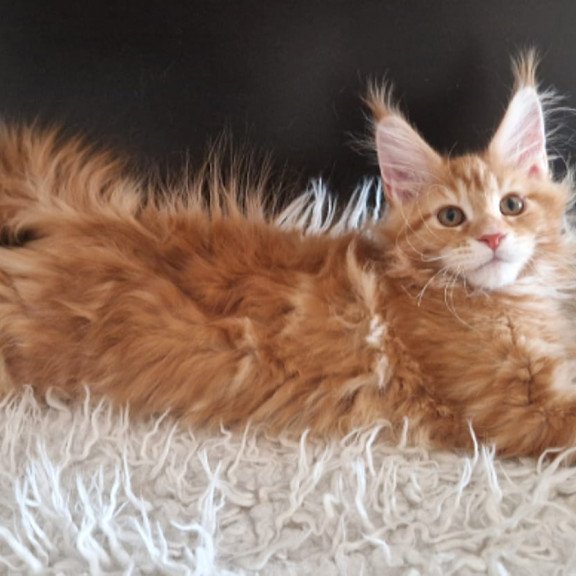 Maine Coon EZ Grace