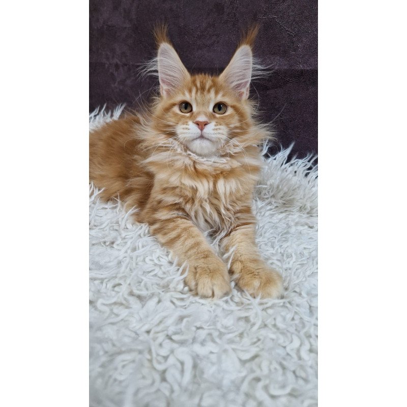 Maine Coon EZ Grace