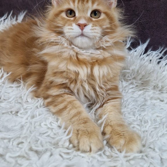 Maine Coon EZ Grace