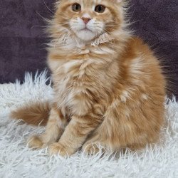 Maine Coon EZ Grace