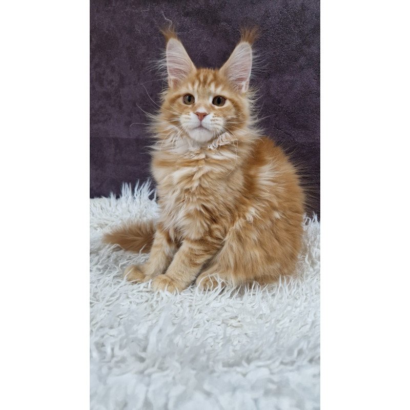 Maine Coon EZ Grace