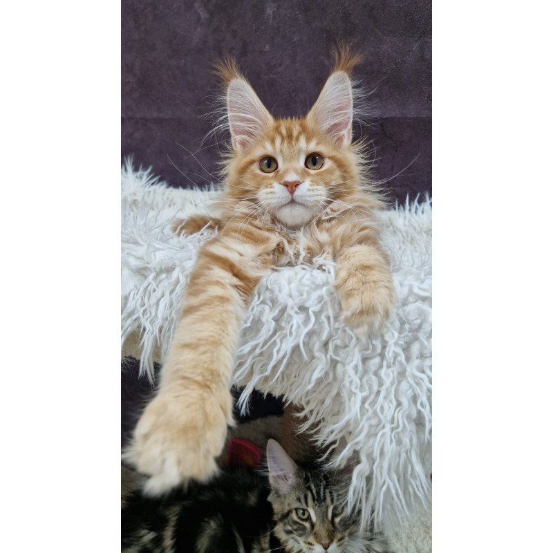 Maine Coon EZ Grace