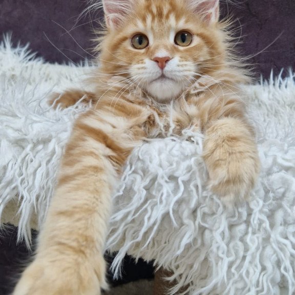 Maine Coon EZ Grace