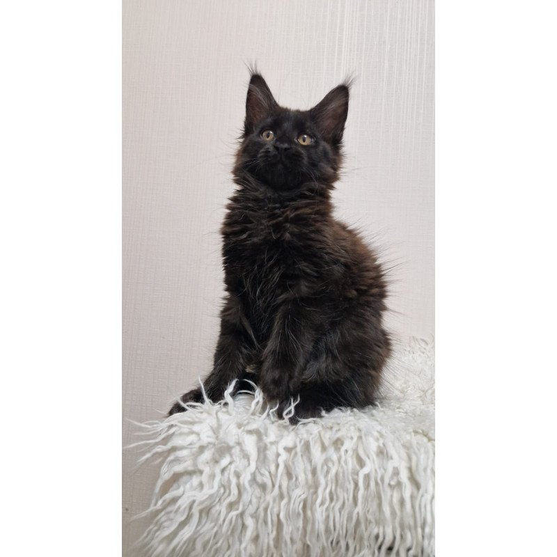 Maine Coon EZ Eclipse