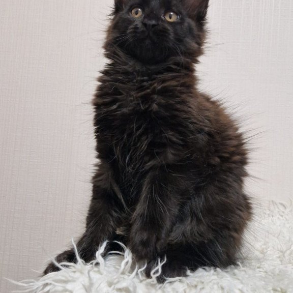 Maine Coon EZ Eclipse