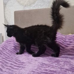 Maine Coon EZ Eclipse