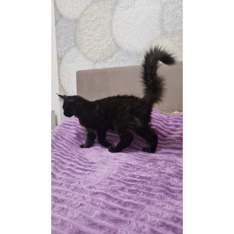 Maine Coon EZ Eclipse