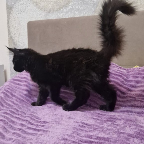 Maine Coon EZ Eclipse