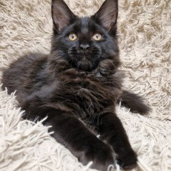 Maine Coon EZ Eclipse