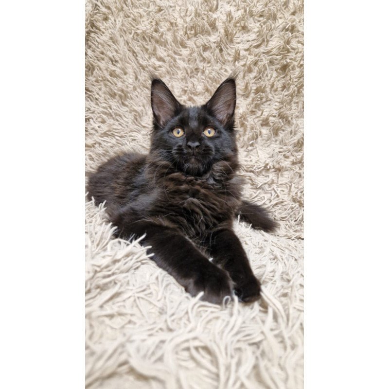 Maine Coon EZ Eclipse