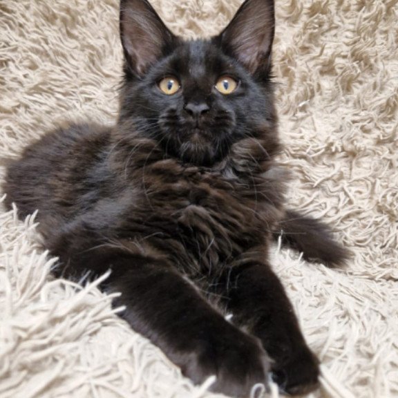 Maine Coon EZ Eclipse