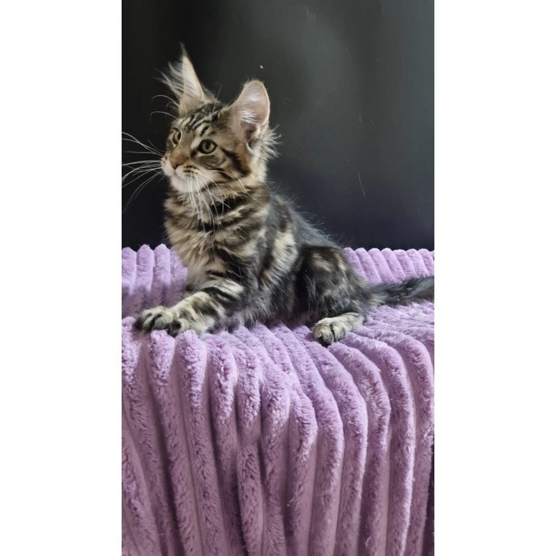 Maine Coon EZ Enzo