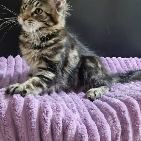 Maine Coon EZ Enzo
