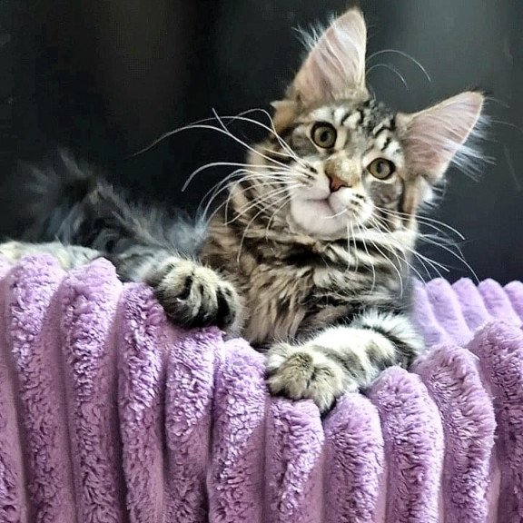 Maine Coon EZ Enzo