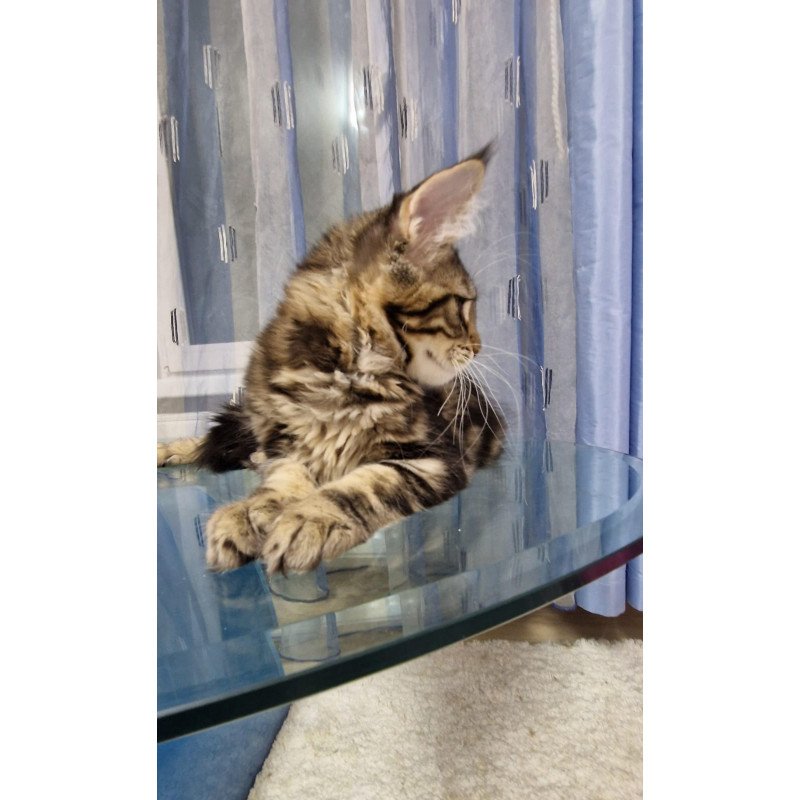 Maine Coon EZ Enzo