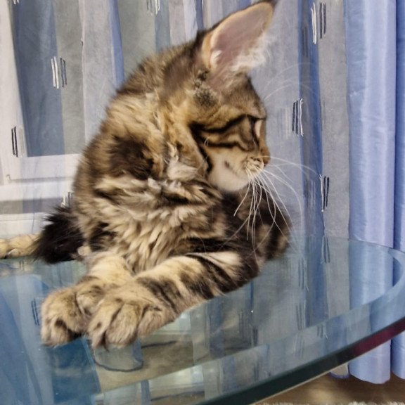 Maine Coon EZ Enzo
