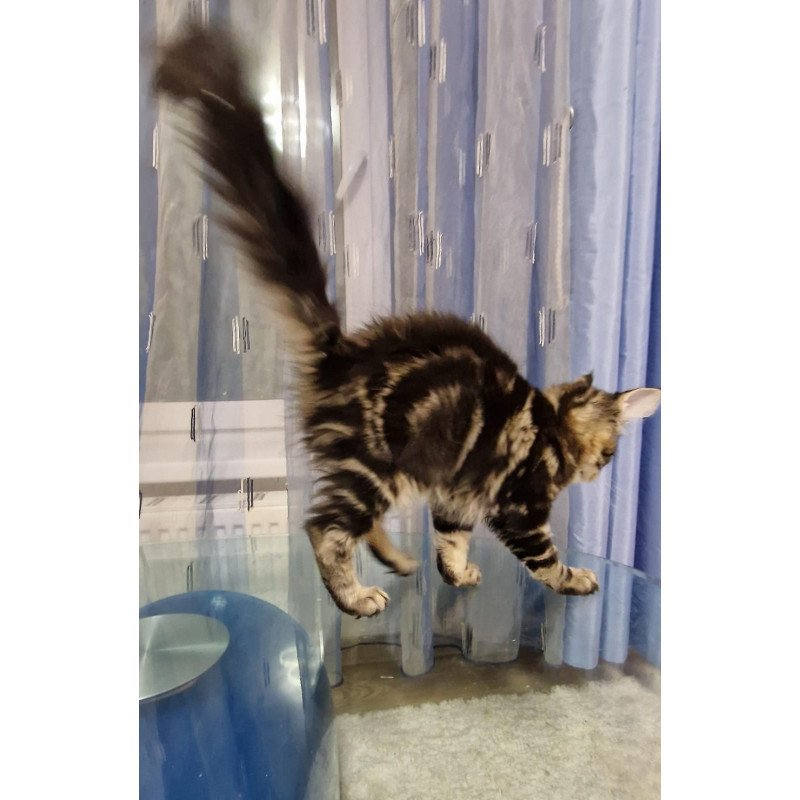 Maine Coon EZ Enzo