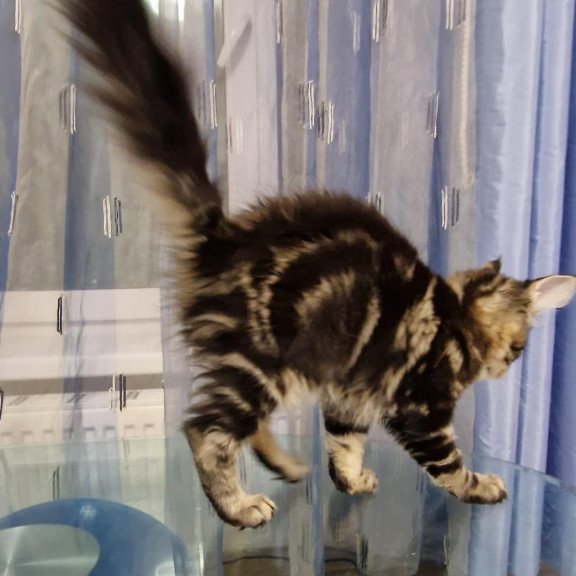 Maine Coon EZ Enzo