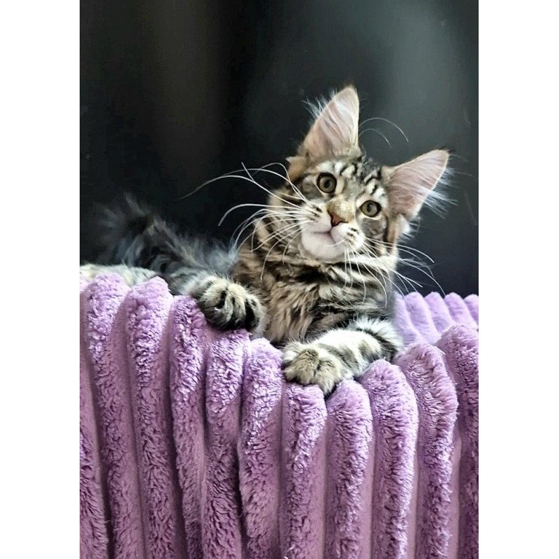 Maine Coon EZ Enzo