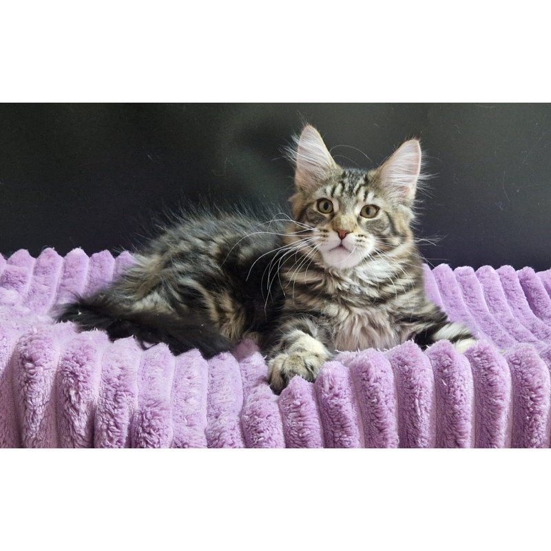 Maine Coon EZ Enzo