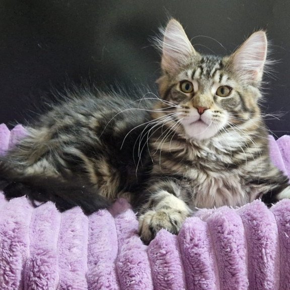 Maine Coon EZ Enzo