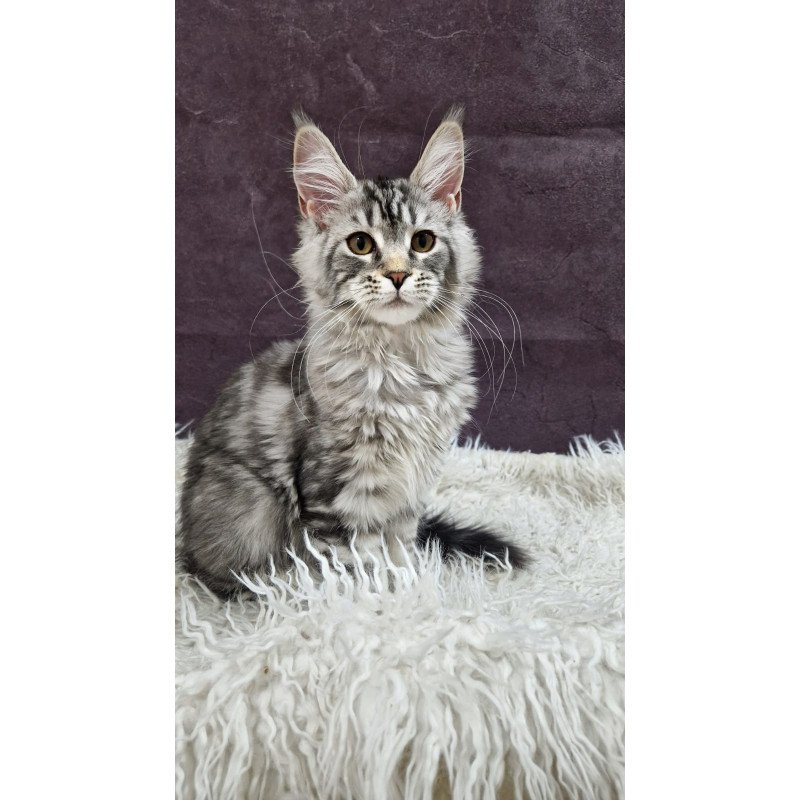 Maine Coon EZ Freya